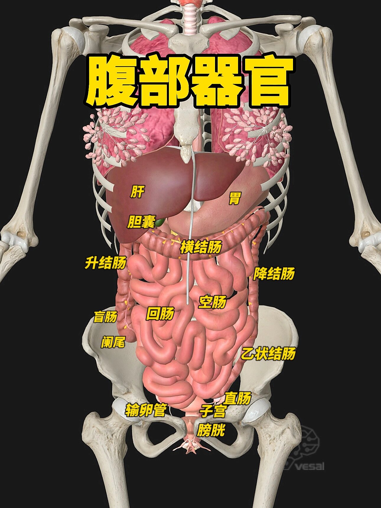 你的肚皮底下有什么?及其对应穴位有哪些