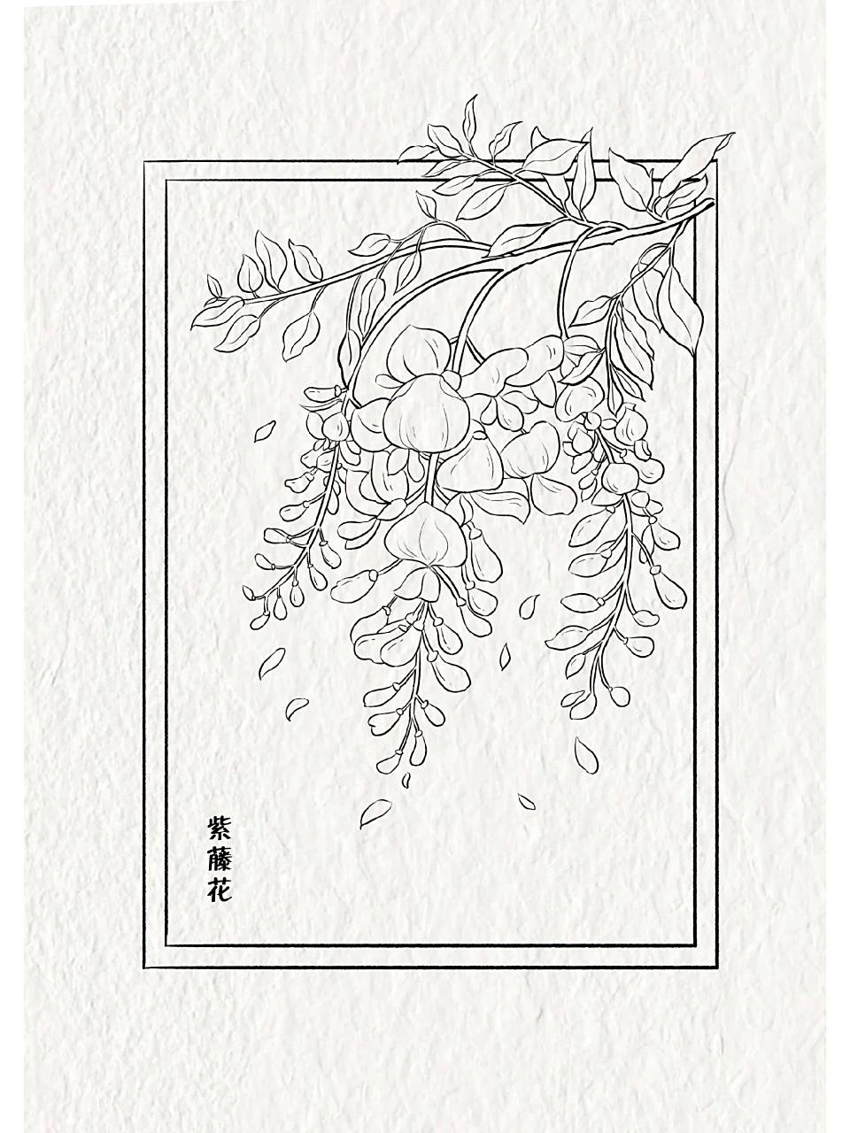 迎风吹动紫藤花 软件:procreate 笔刷:干油墨 临摹:鱼小沫插画