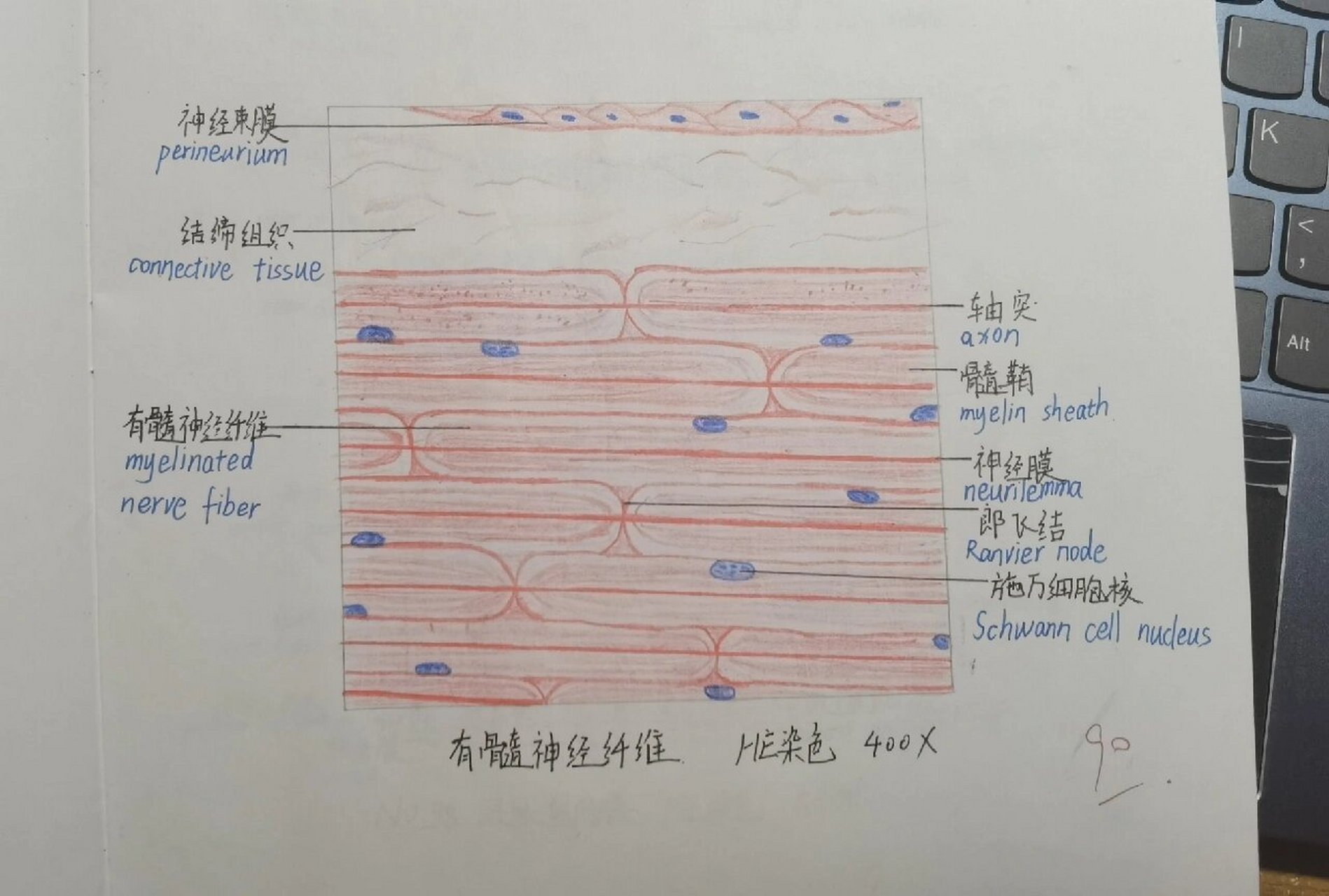 有髓神经纤维结构图图片