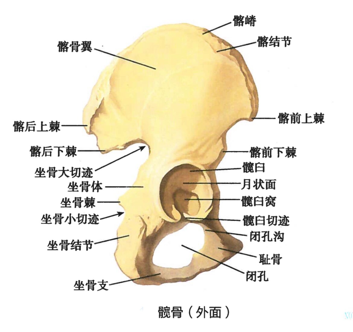 康复|每日一骨:髋骨