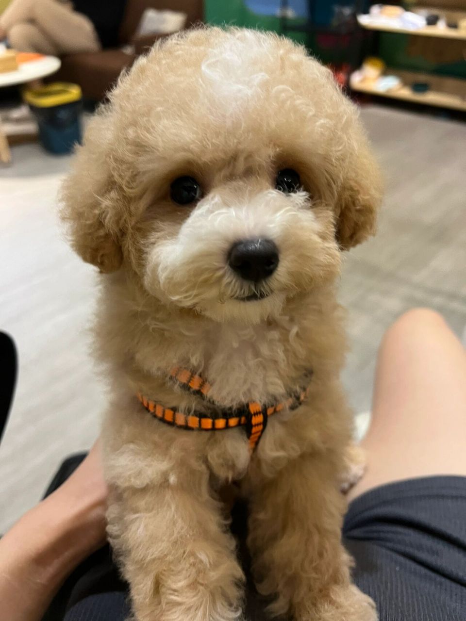 比熊泰迪串串 我超级喜欢它