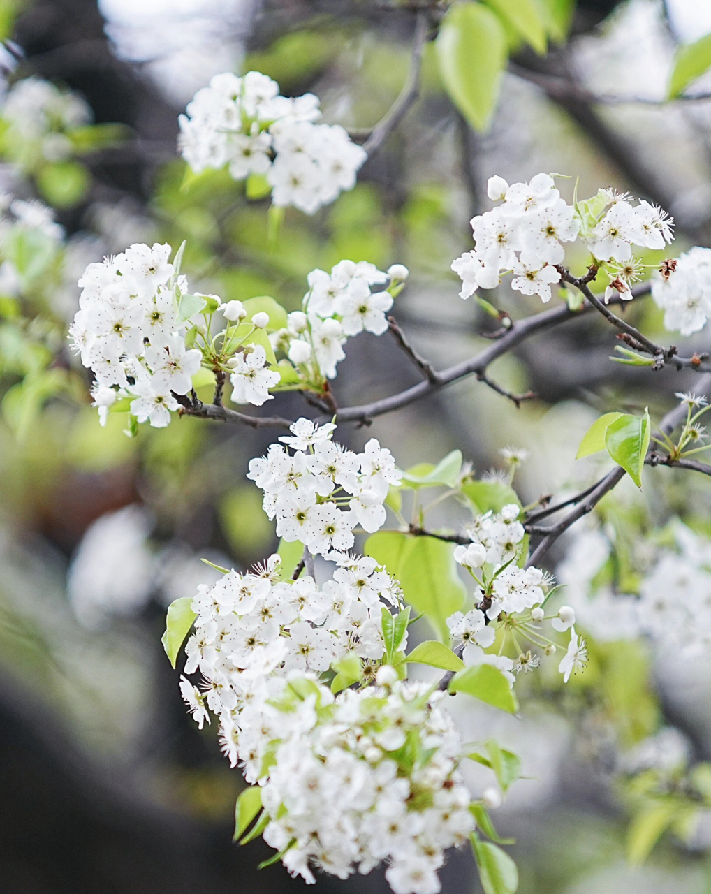 梨花的图片 梨花盛开,春意盎然  🌸🌼春日的午后,阳光透过稀疏的