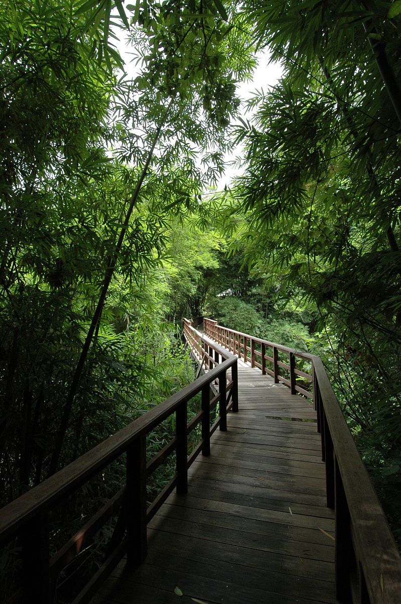 早上从彭州阳平观竹海图片竹子栈道竹影映台阶图片西双版纳森林公园