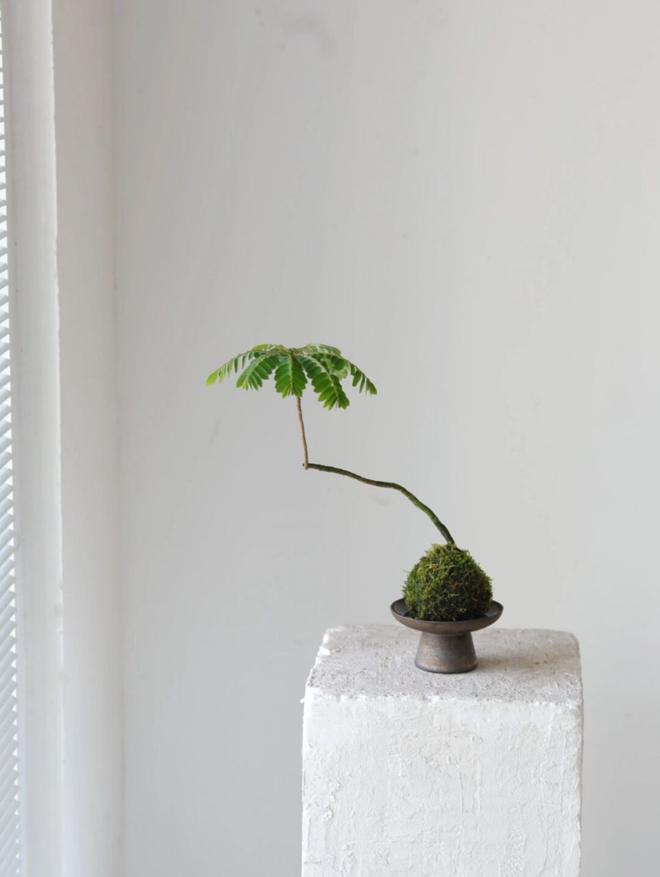 新晋氧气桌面盆栽海南叶下珠苔藓球微景观 禅意风枝干形态,又有一种