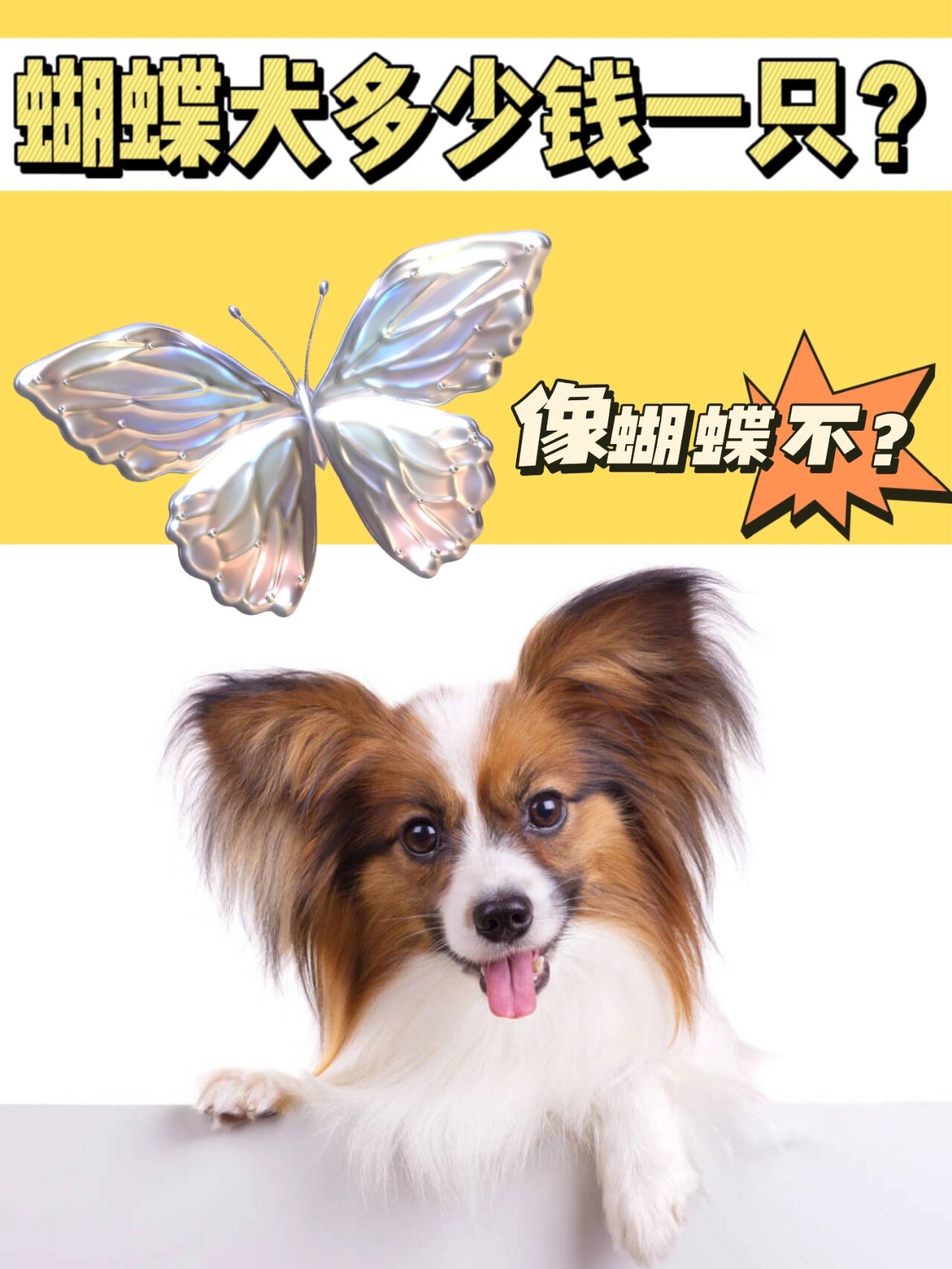 蝴蝶犬智商图片