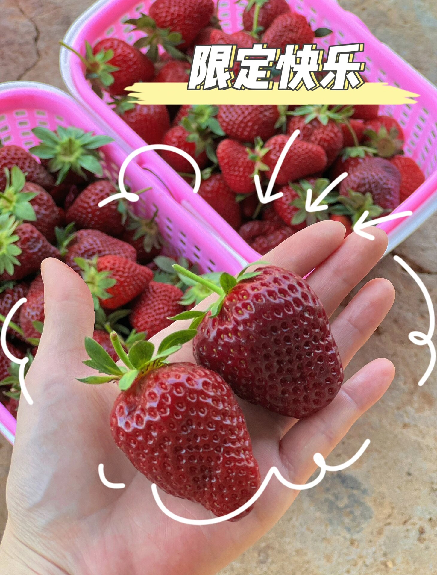 这家草莓园巨好吃