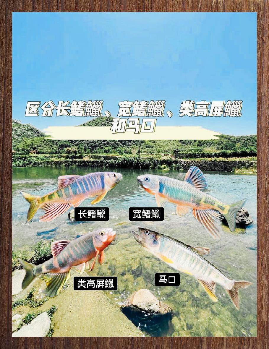 辨识四种鱼类:长鳍,宽鳍,类高屏与马口