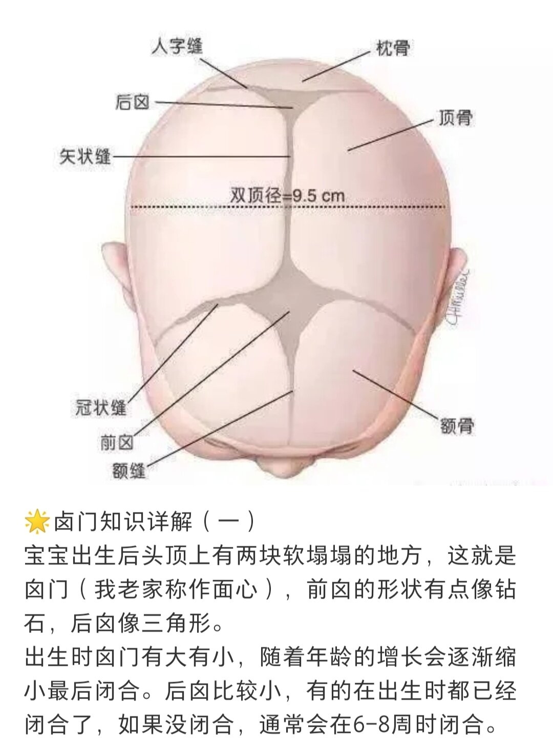 额骨两边图片