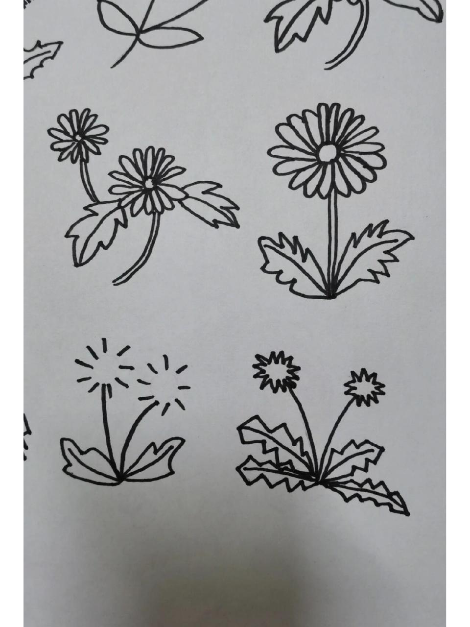 简笔画植物～蒲公英.