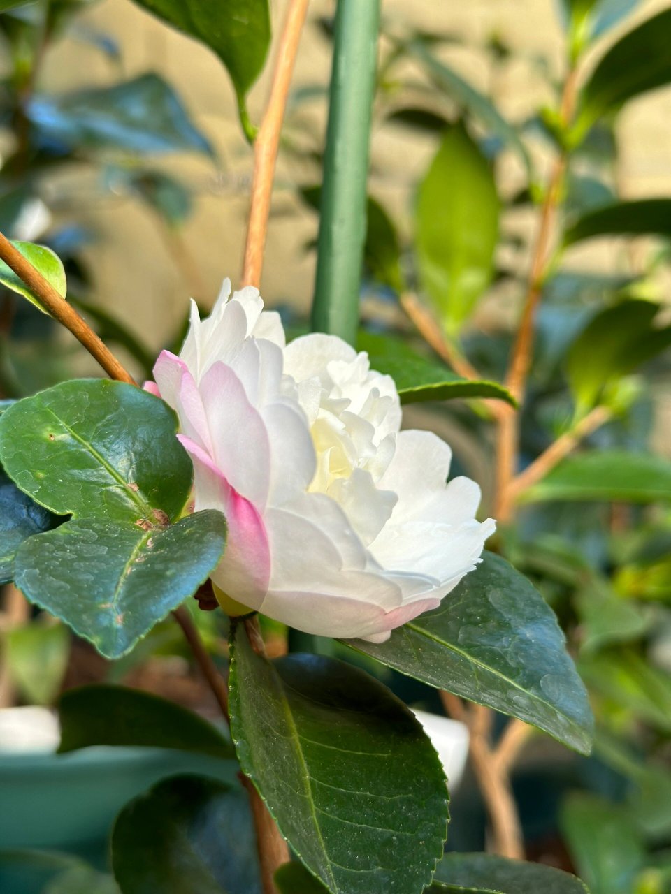 朝仓asakura{茶花} 今年的第一朵茶梅,悄咪咪的就开啦上周末还是个