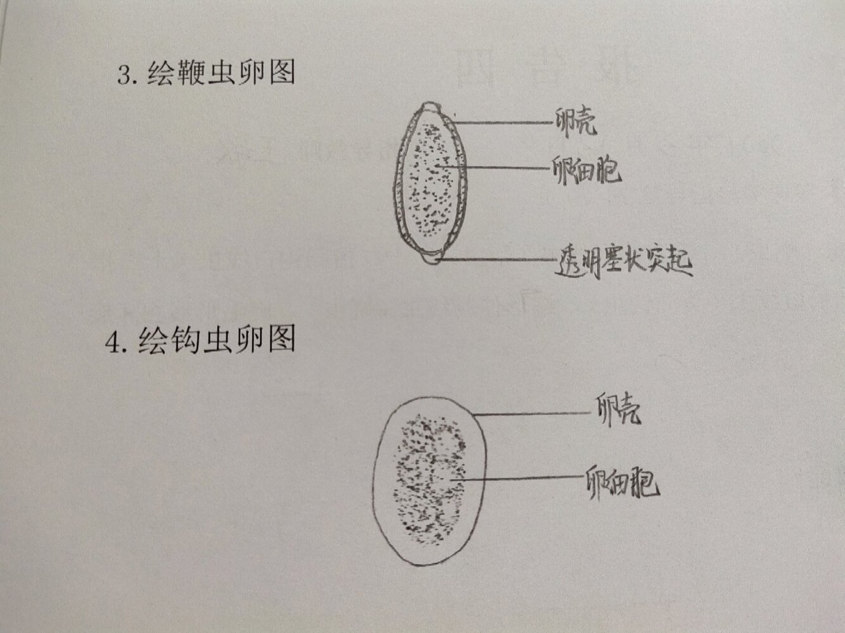 钩虫卵结构示意图标注图片