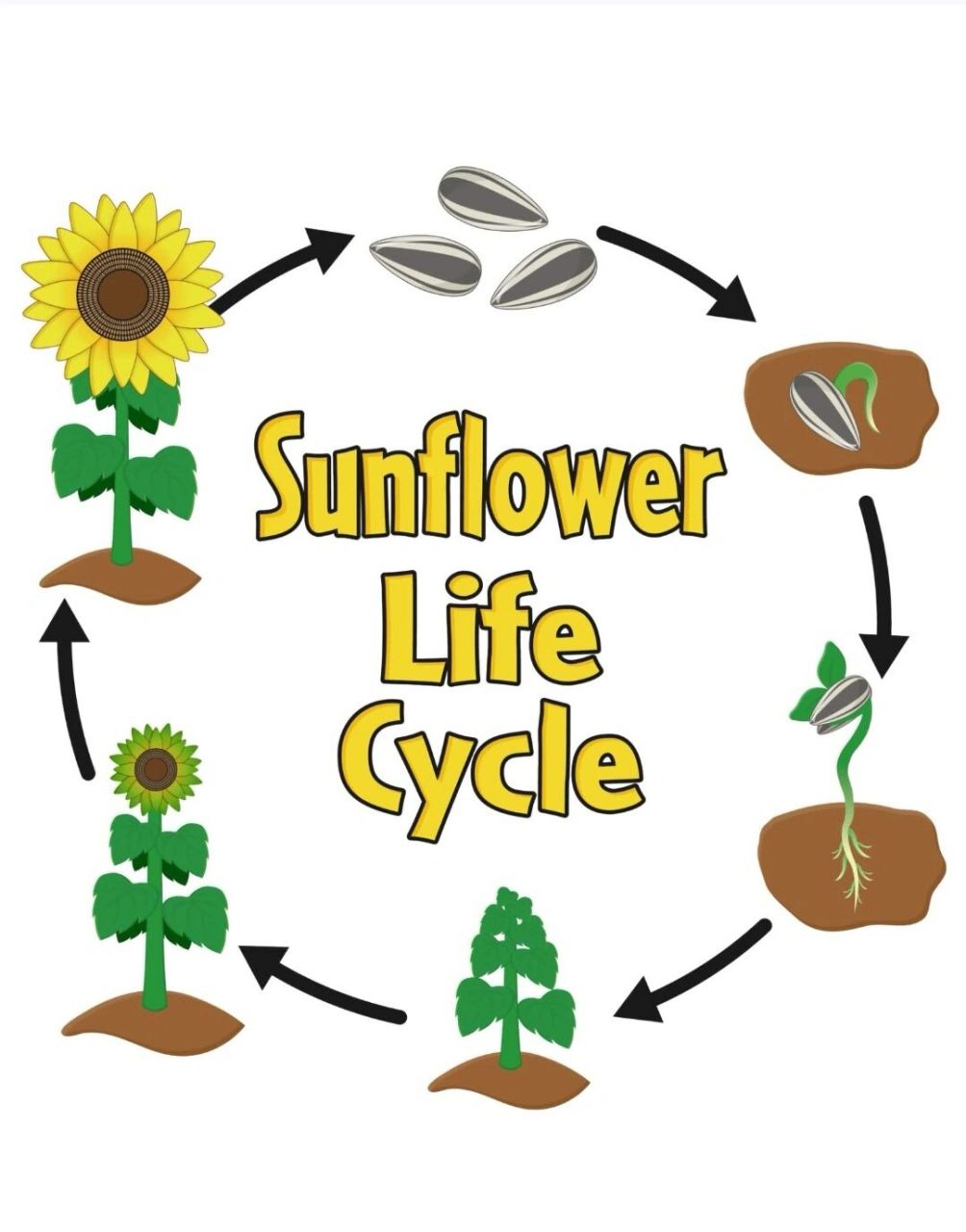 自然启蒙:太阳花(向日葵)生命周期 最近迷上了各种动植物的生命周期小
