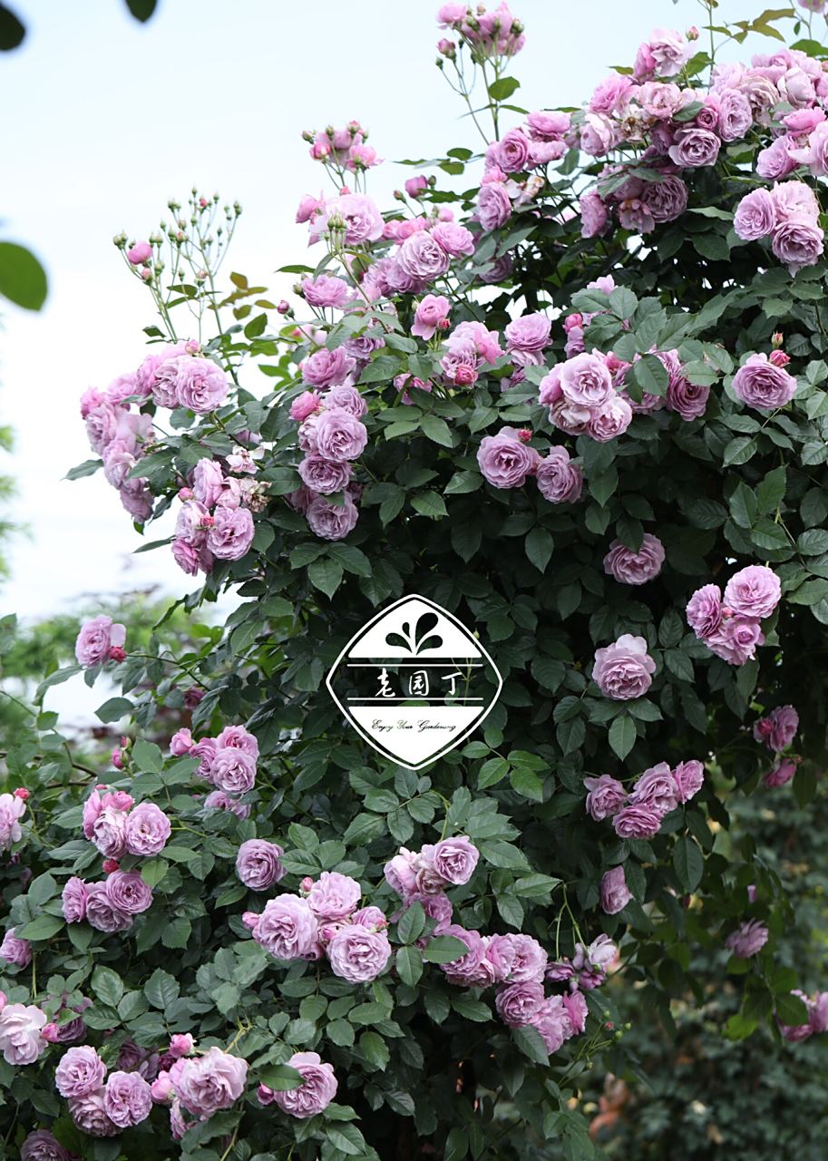 藤本月季品种2661546615:薰衣草花环 薰衣草花环 lavender