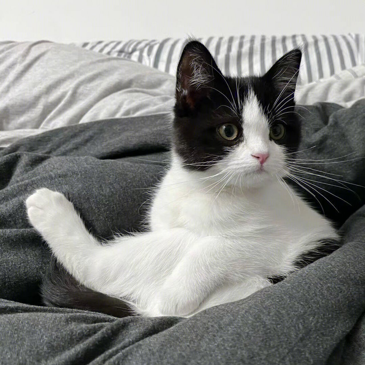 可爱搞怪猫咪头像 接下来的日子把开心拽在手里全力以赴的生活吧