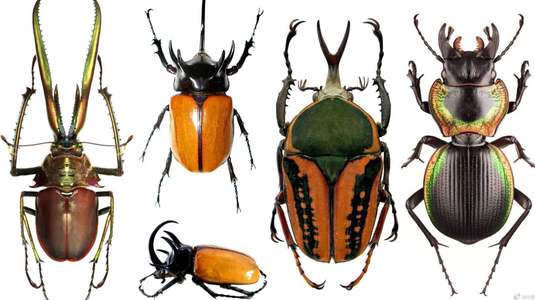 昆虫甲壳虫素材