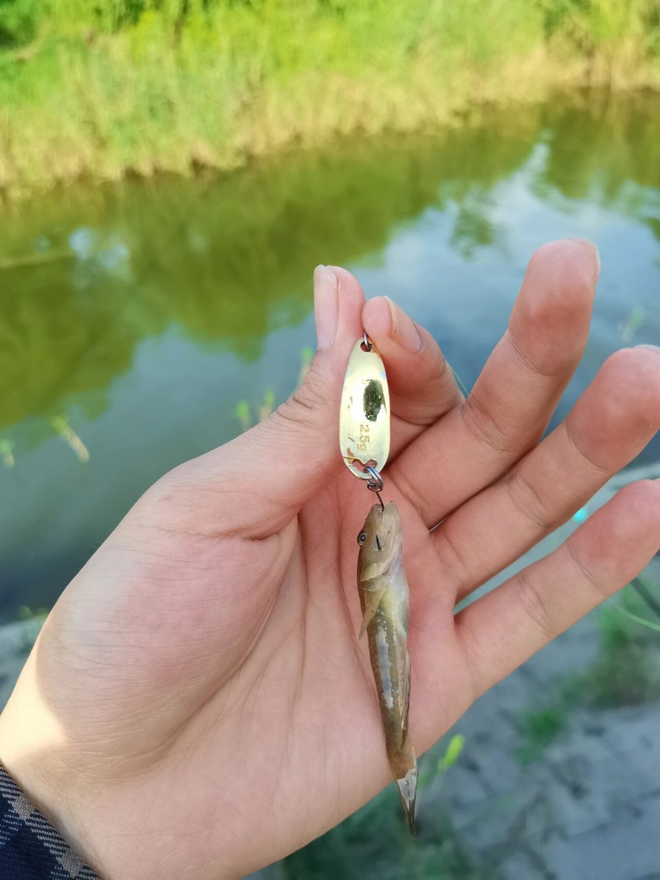 路亚入门指南|挂蚯蚓 因为技术太差只有挂蚯蚓当手杆玩才能上鱼了