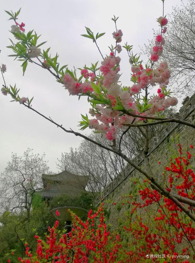 南京-下关小桃园