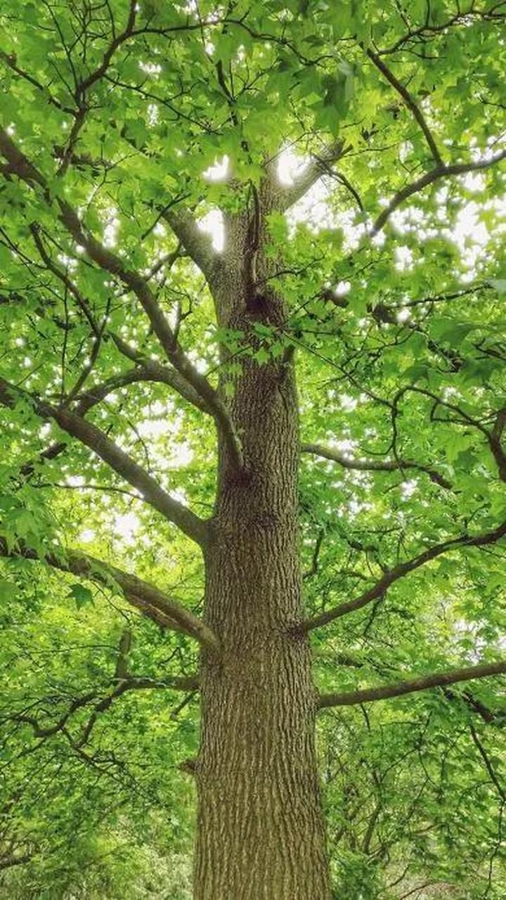 没有蛀虫枝繁叶茂的大树怎么会枯萎,看懂了吗?
