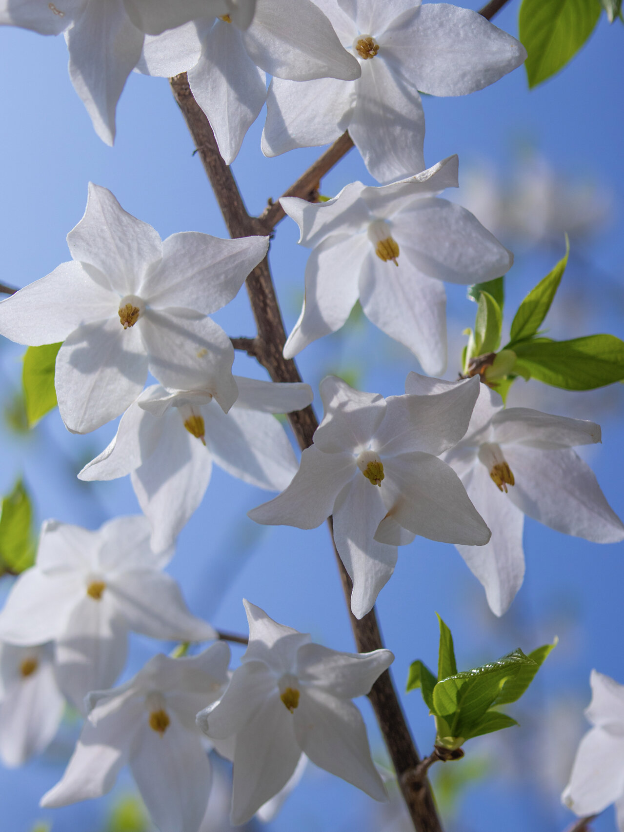 陀螺果花——白衣仙女
