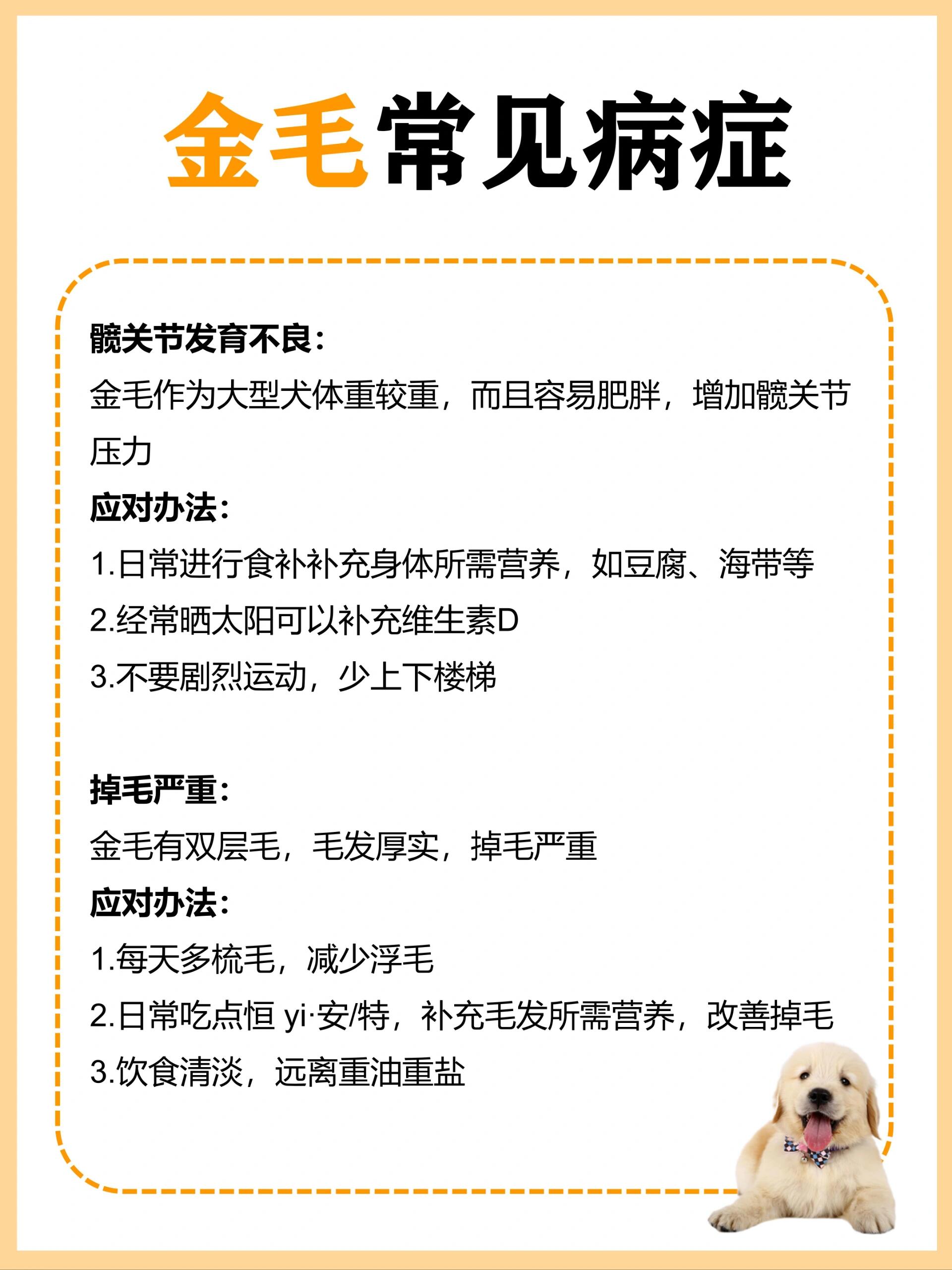 每天认识一只狗——金毛