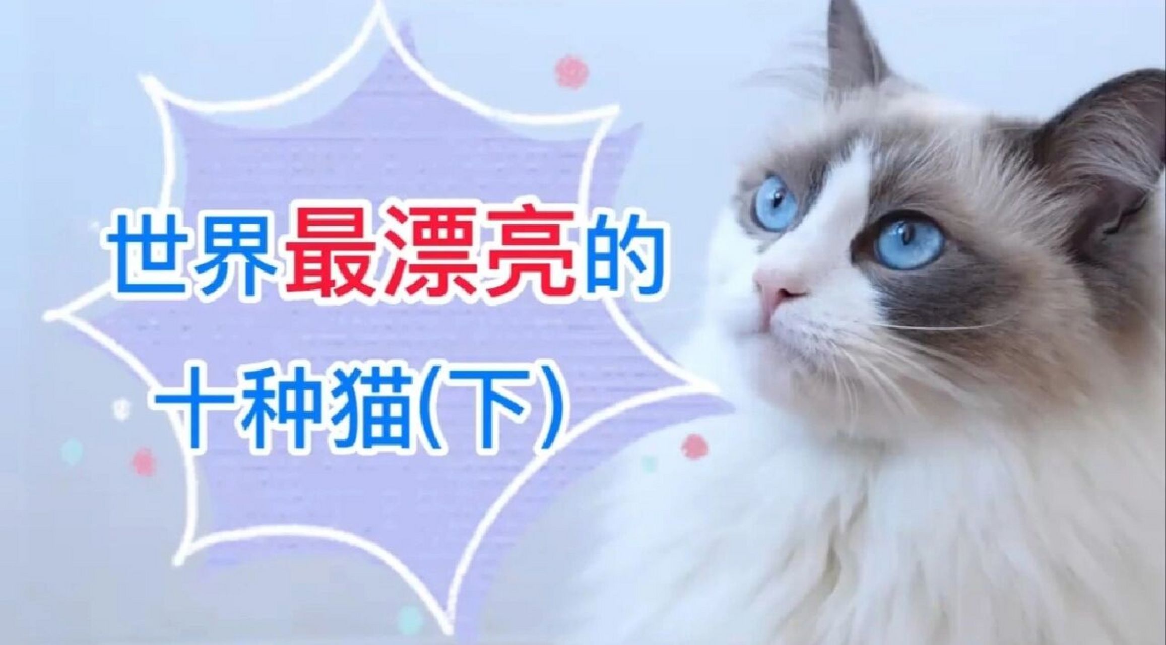 喜马拉雅猫 是暹罗猫和波斯猫杂交而产生的一种品种,该品种的猫咪