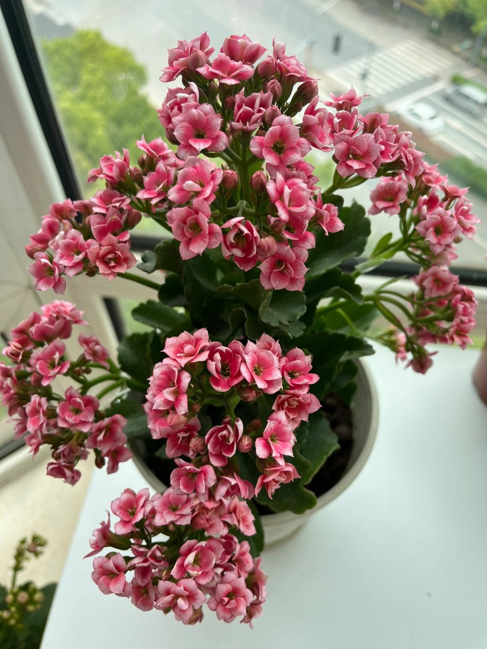 长寿花(1)粉牡丹