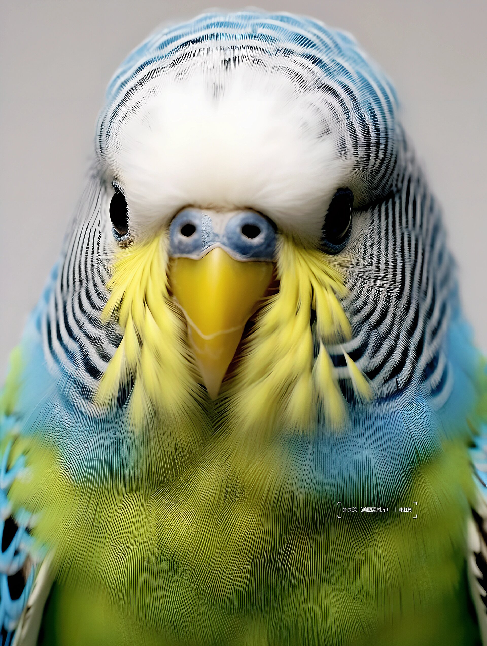 美图素材1000更74被顽皮可爱的鹦鹉治愈了  虎皮鹦