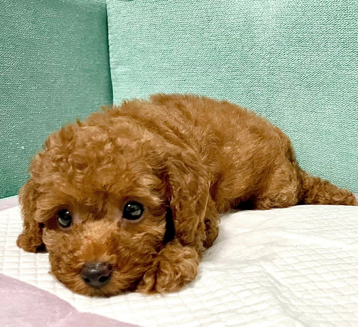 两个月的泰迪宝宝半夜经常叫唤 半夜叫好几次,实在受不了就放它出来看