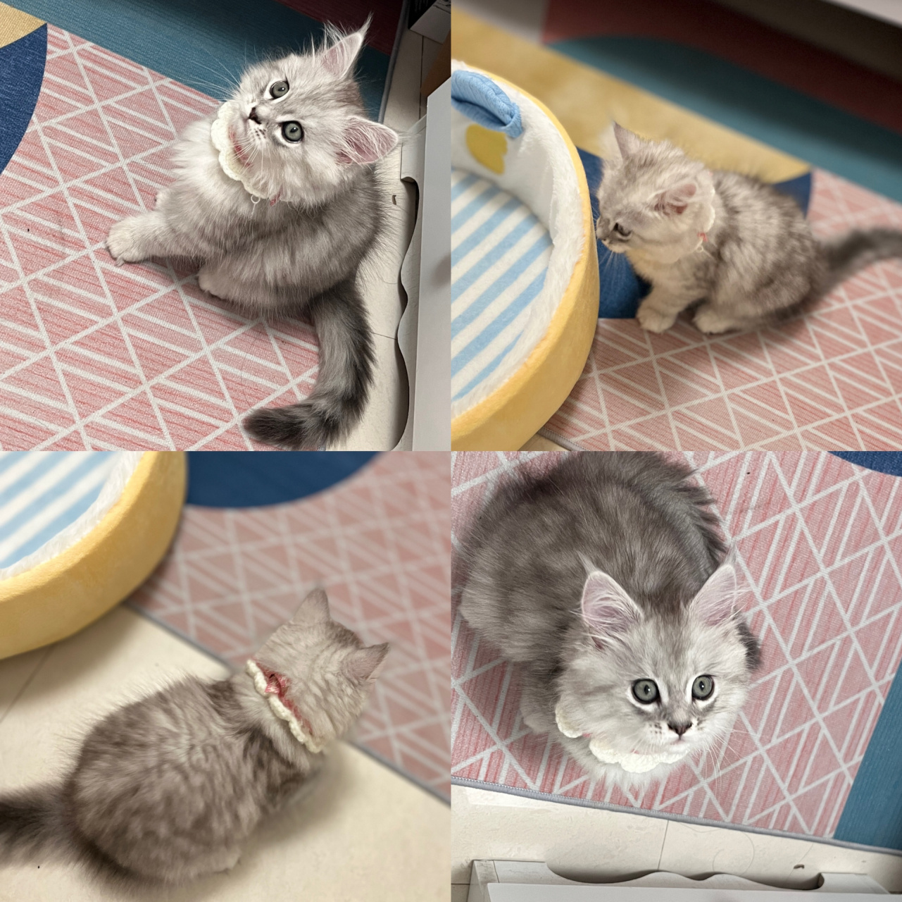 缅因串银渐层,到今天正好5个月了 小时候真的萌翻我,唯一苦恼的就是