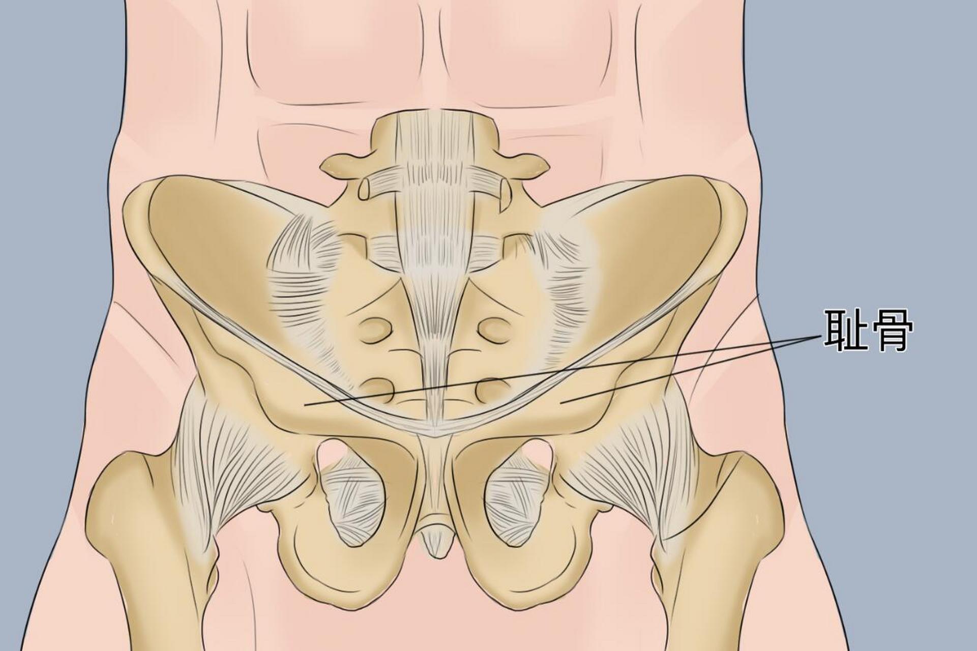 90位置及结构 耻骨构成髋骨前下部,分体和上下二支.
