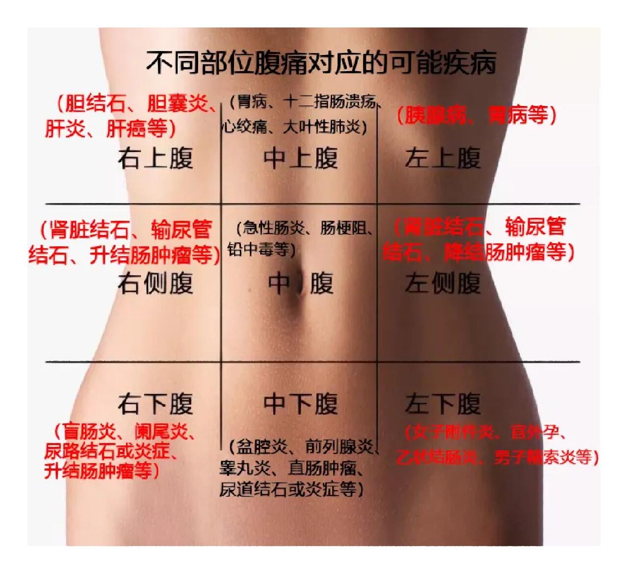 胆和胃的位置图片图片