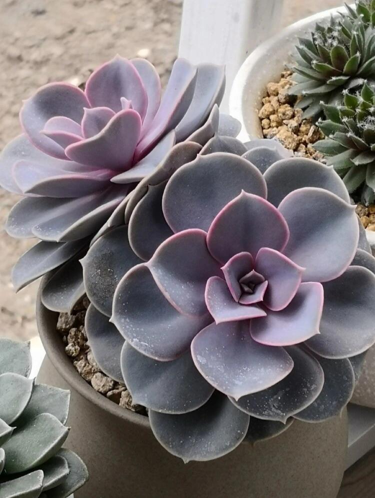 每天认识一种多肉 紫珍珠