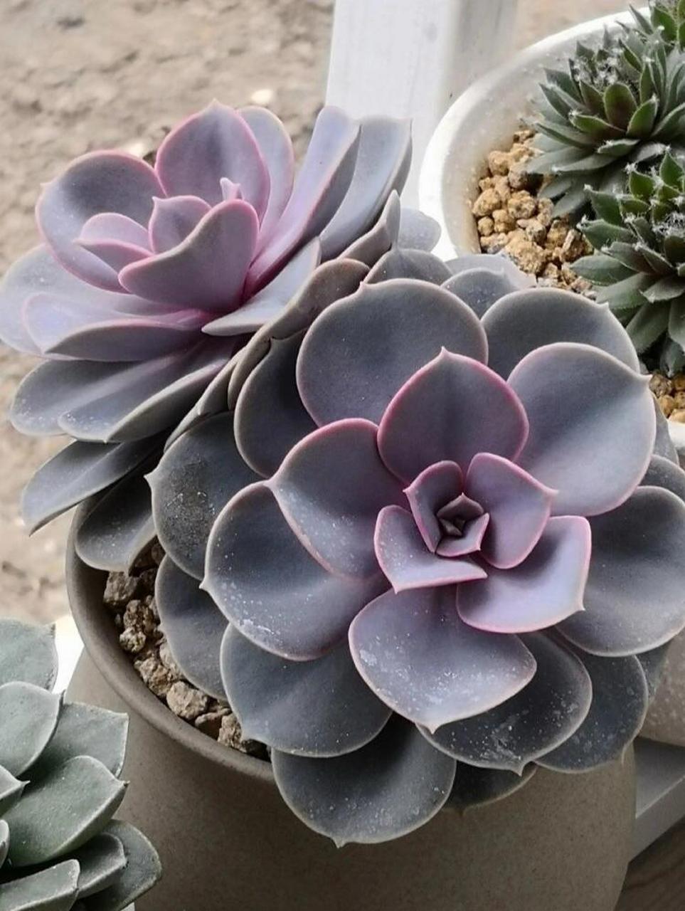 每天认识一种多肉 紫珍珠 每天认识一种多肉 紫珍珠 	 紫珍珠是景天科