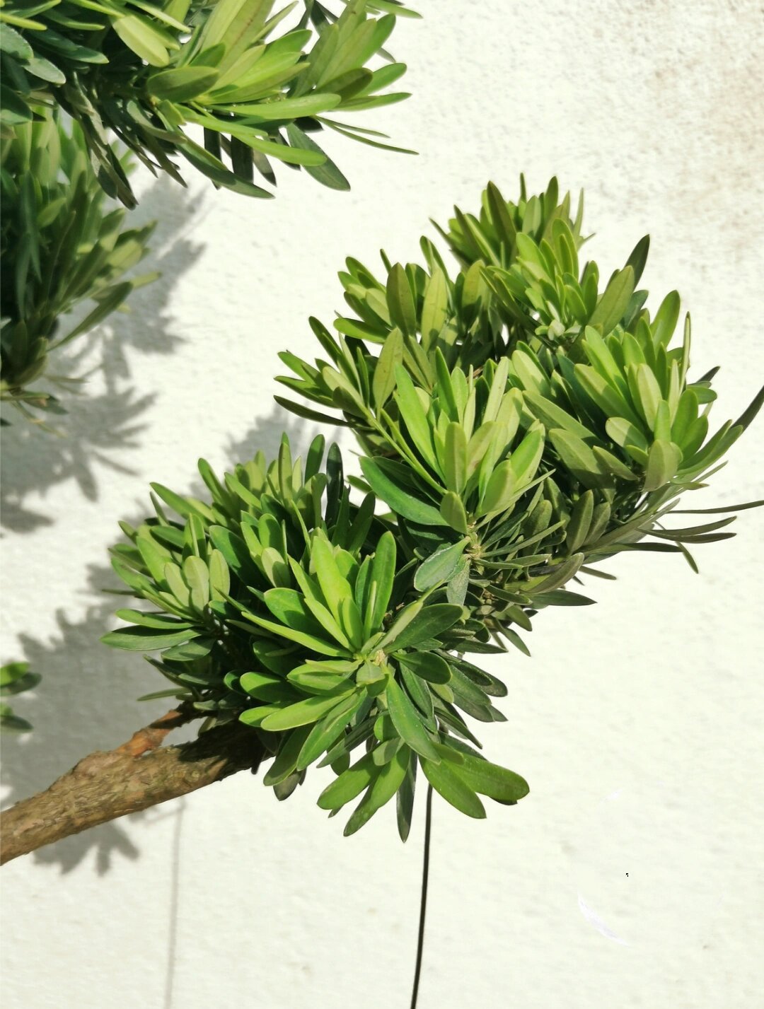 菊花芯罗汉松 podocarpus macrophyllus ?