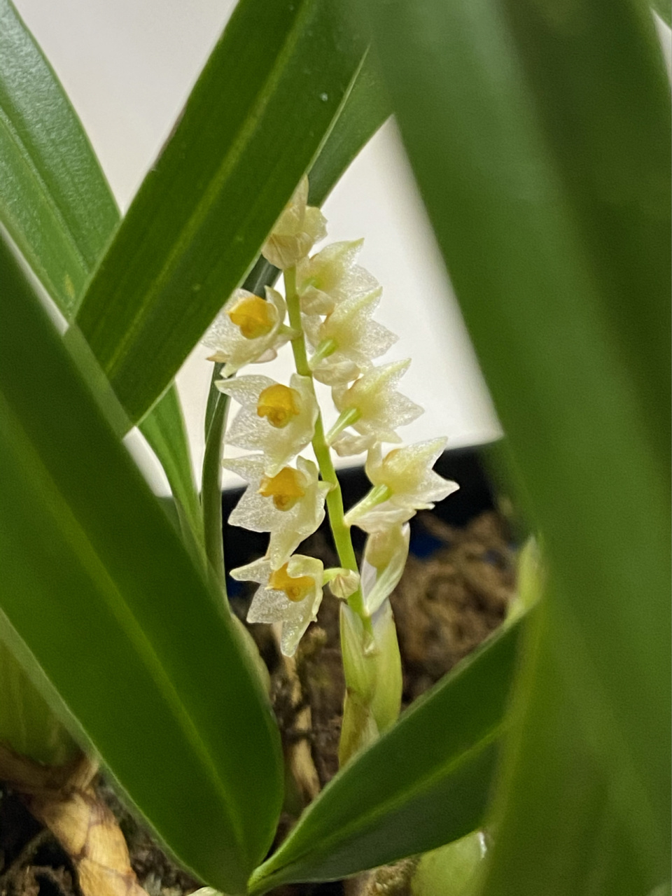 我家珍贵野生双叶石仙桃开花了98 我家珍贵野生双叶石仙桃开花了