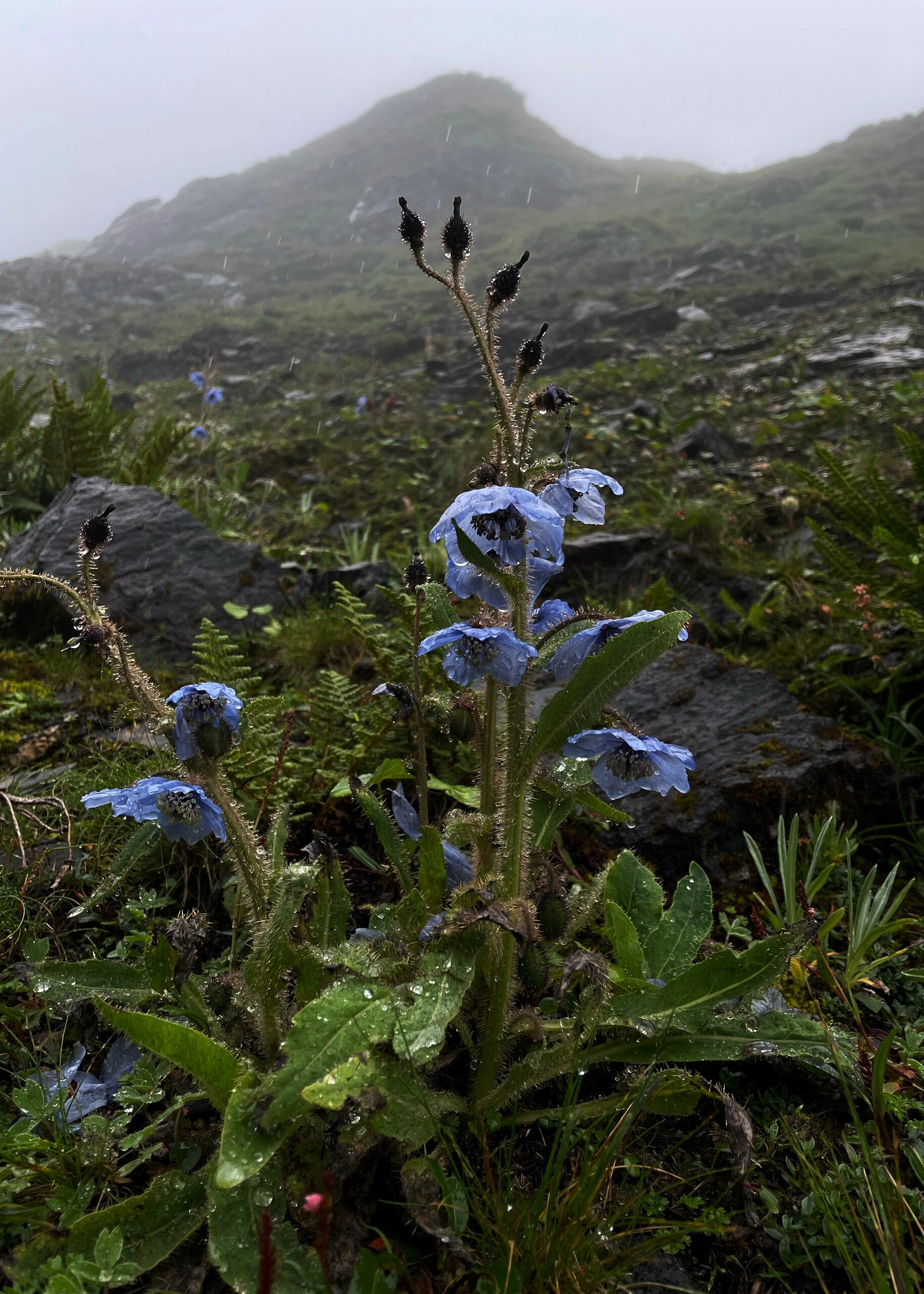 高山流石滩植物图片