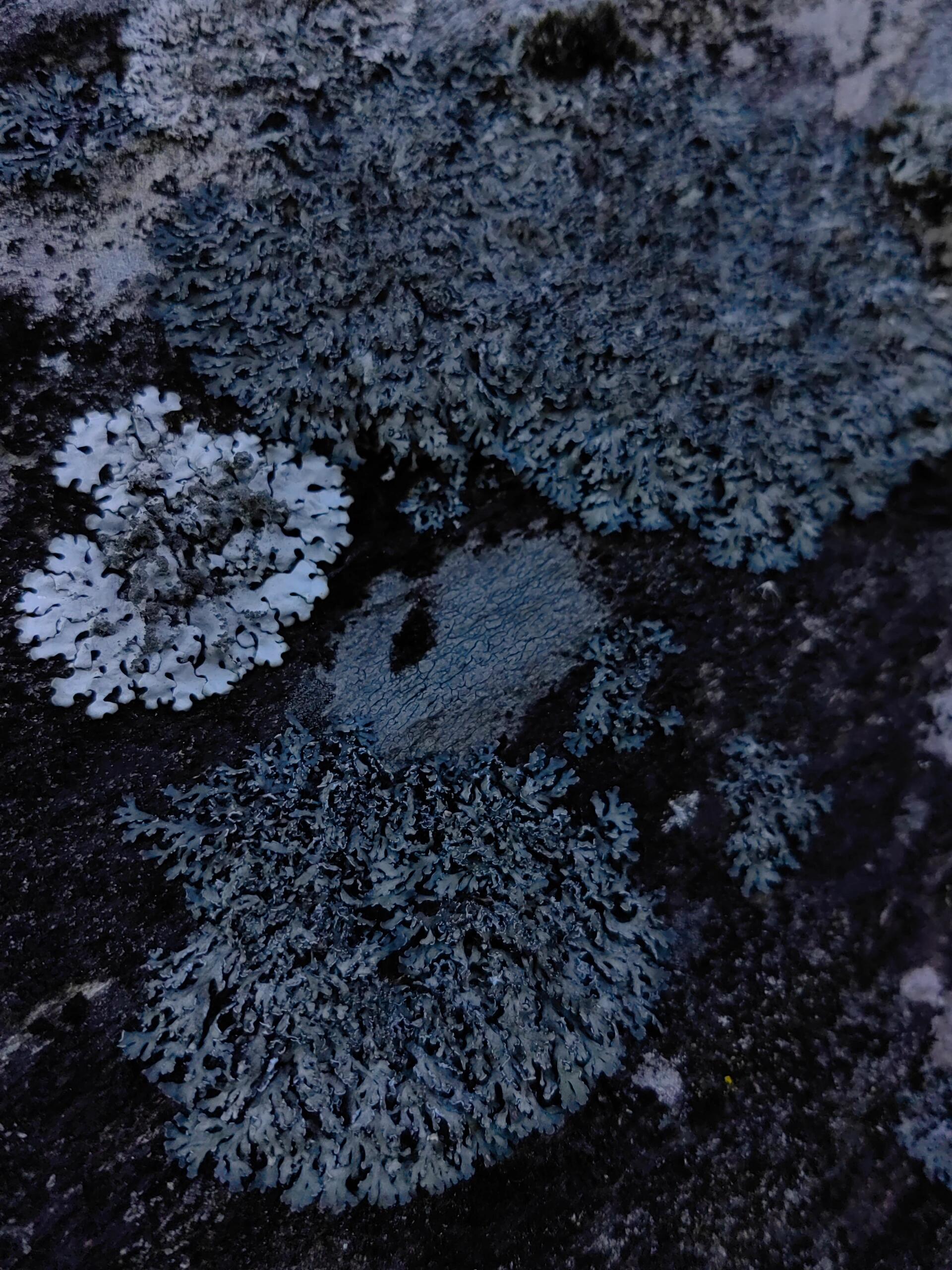 地衣图片 这些看似平凡的小植物,却有着不可思议的生命力