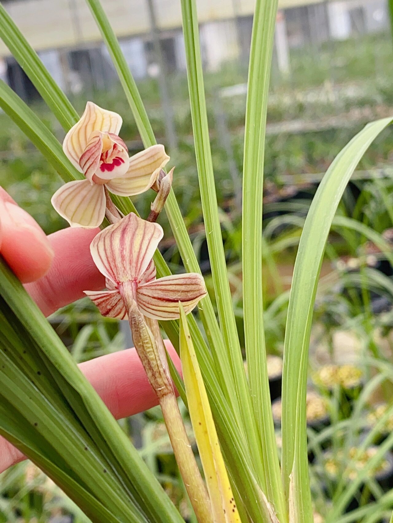 莲瓣兰,紫熙荷,福建开品也是棒棒哒