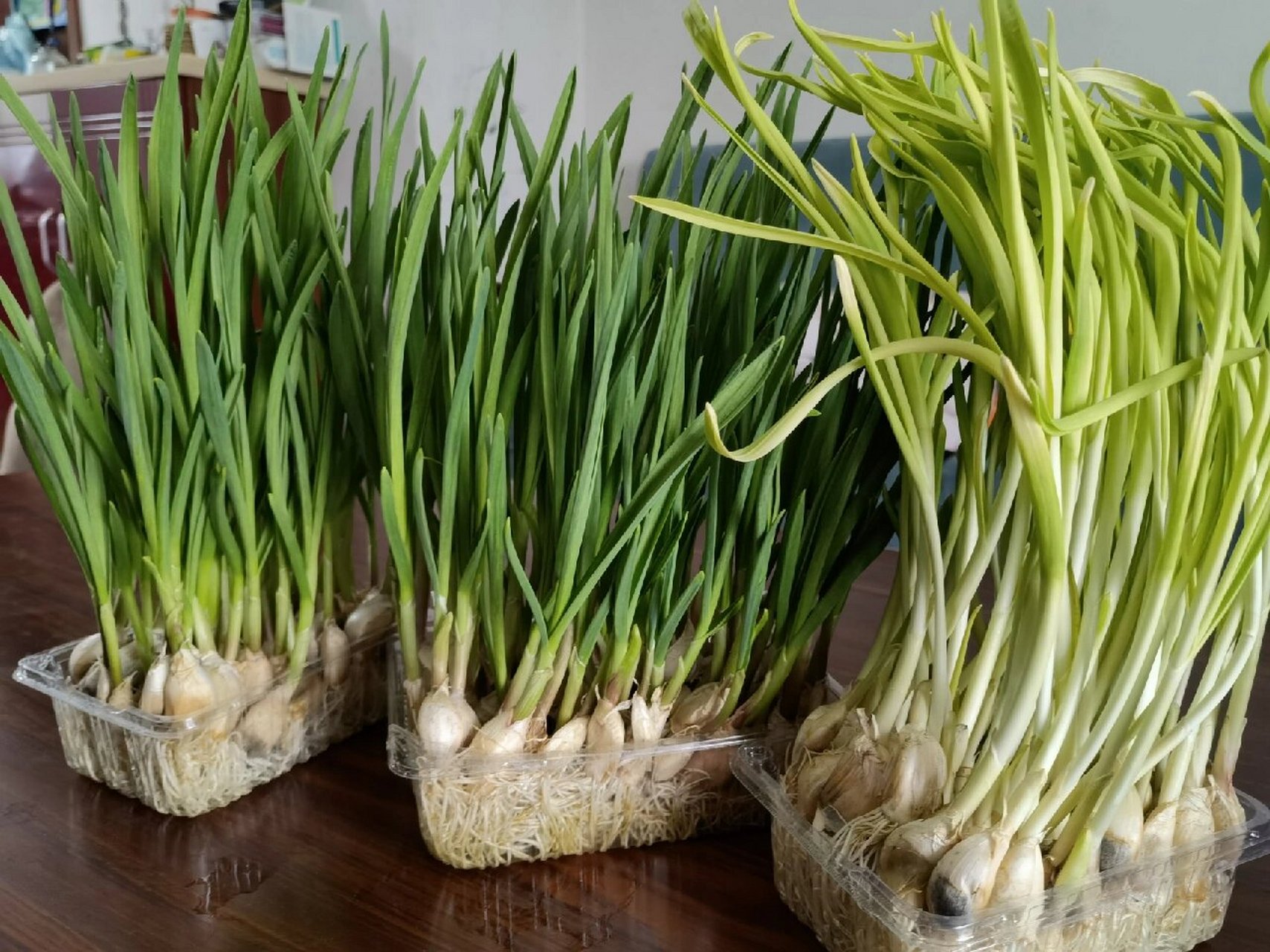 自己种的蒜苗和蒜黄 自己种的蒜苗和蒜黄,炒了鸡蛋,好吃97!