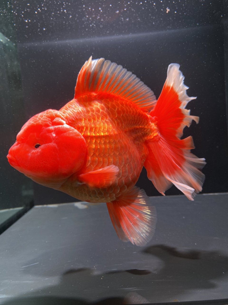 15cm爆瘤红泰狮金鱼,未发尾 #泰狮金鱼# #百褶泰狮# # 