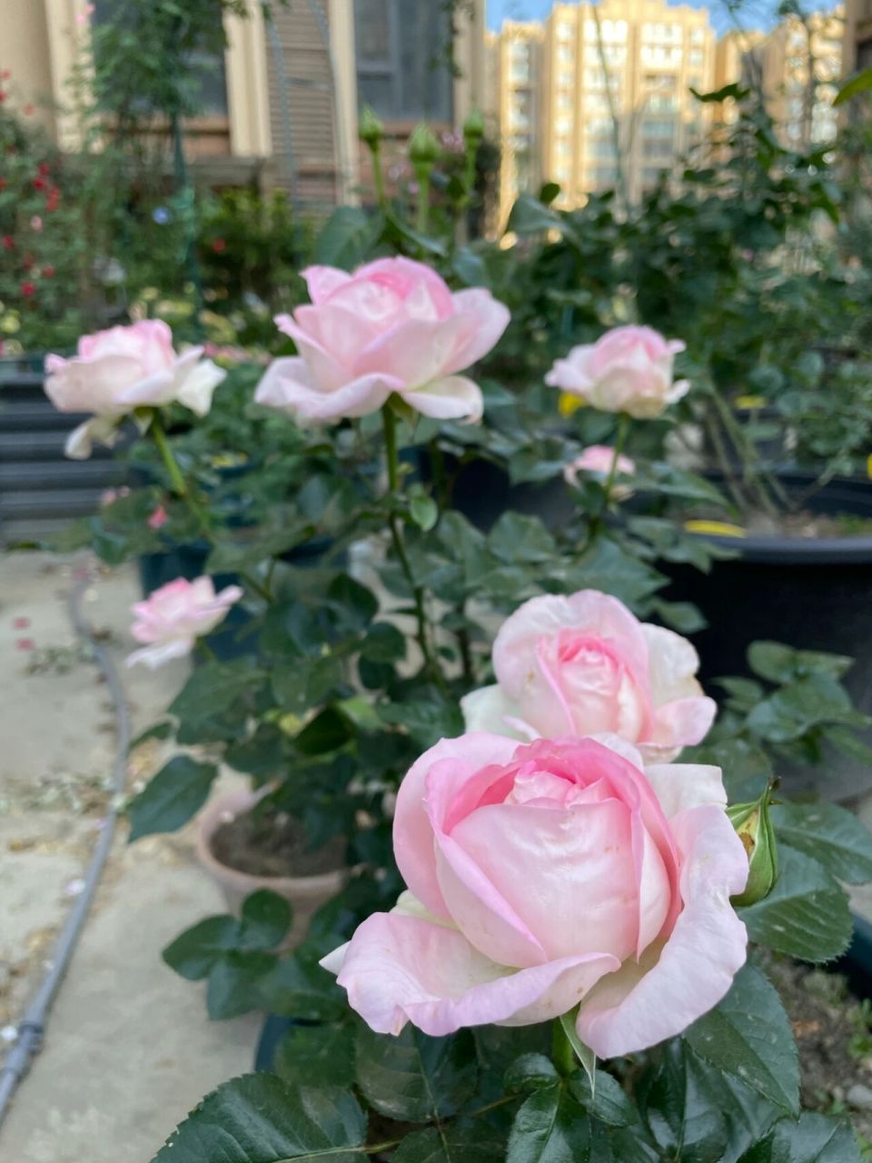 米兰少女 尼普新品月季 非常多头直立