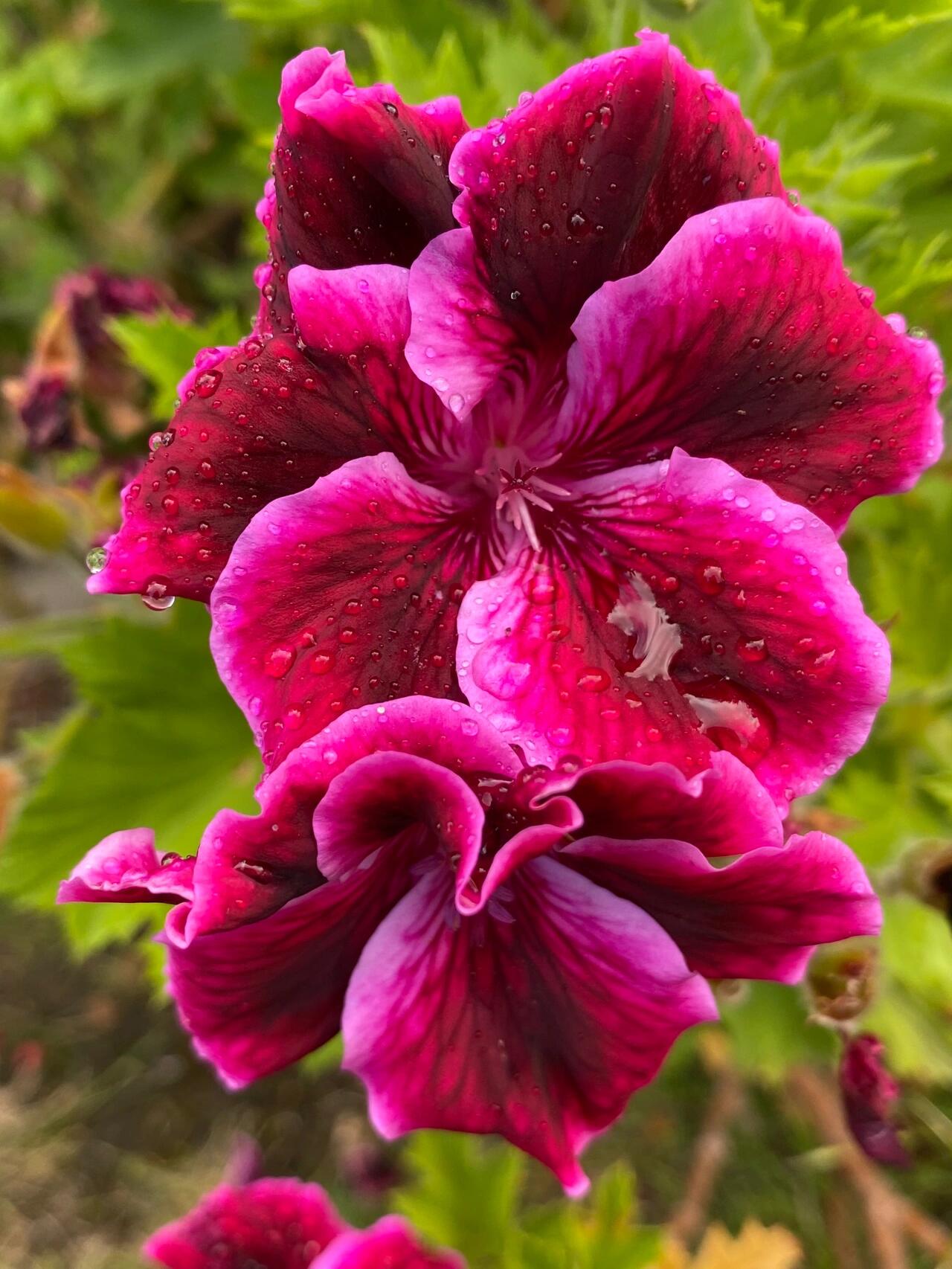 九种不同颜色的天竺葵 学名: pelargonium  俗称:geraniums