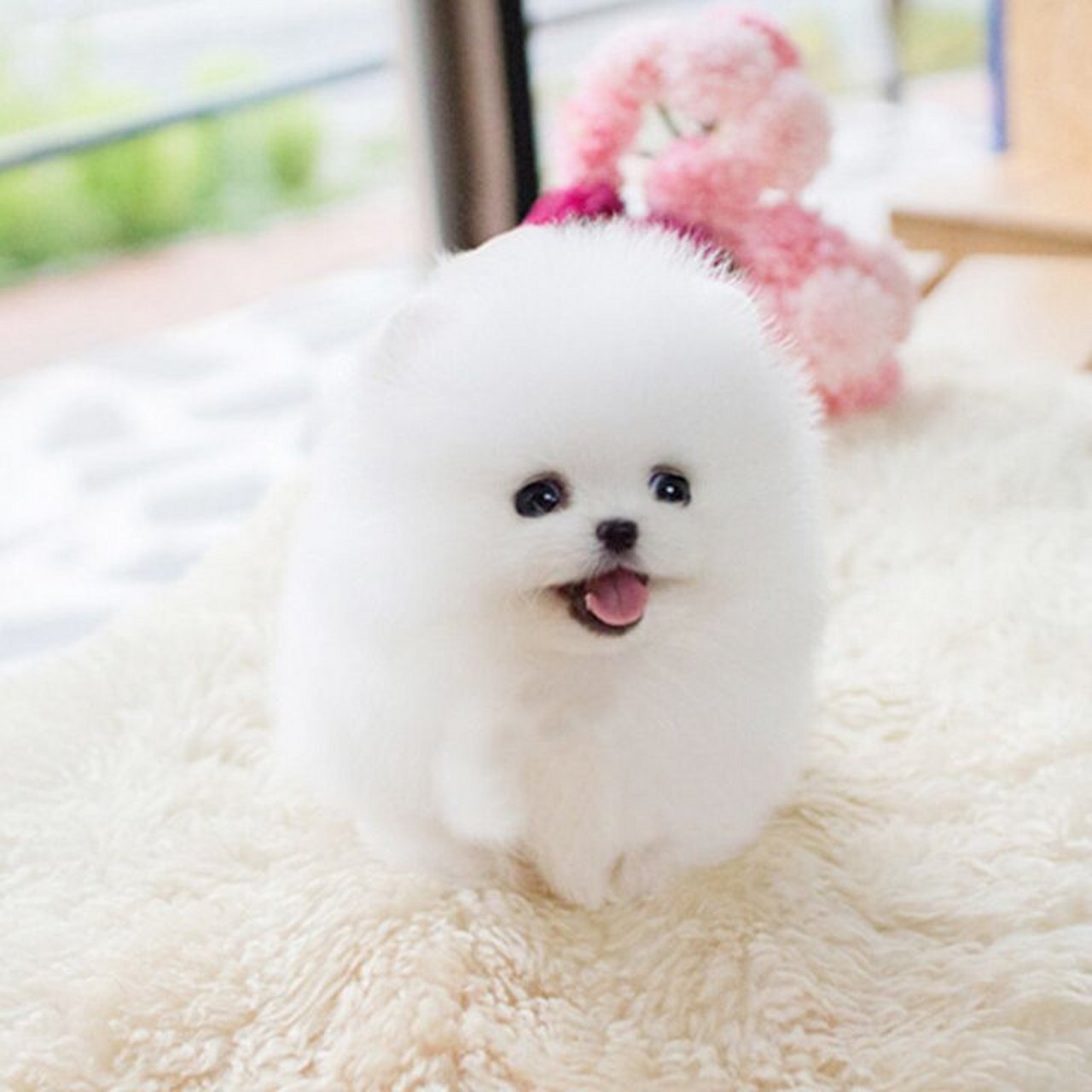 上海纯种茶杯犬博美犬幼犬活体袖珍长不大博美俊介犬宠物狗训练y