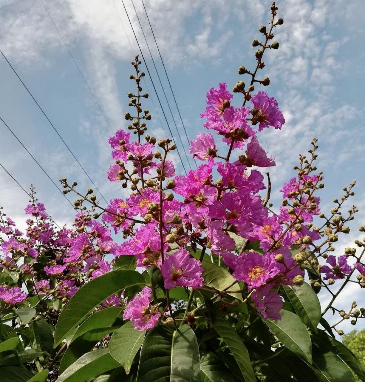 大花紫薇,别名:百日红,佛泪花,大叶紫薇 紫薇花开百日红,轻抚枝干全树
