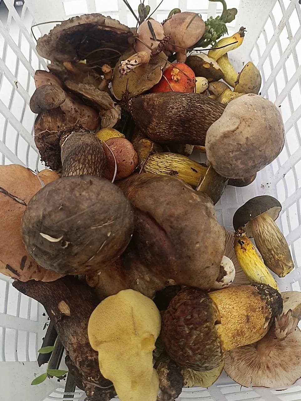 乔巴菌还有野果子    美滋滋