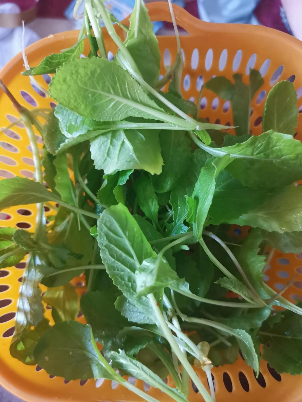 一张图记录夏日生活盆栽小白菜.