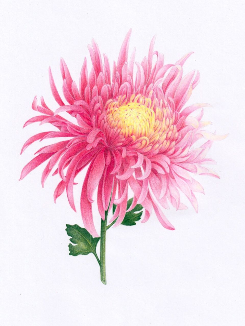 彩铅画|菊花(附步骤图) 临摹网络水彩画画画的时候想起《父母爱情》里