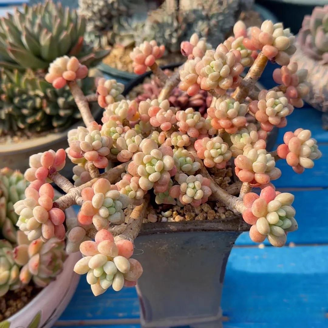 多肉图片 每天跟你一起欣赏美肉肉 1.鱼子酱