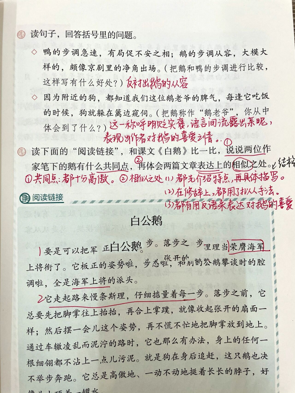 课文笔记|四下第15课《白鹅》 更新笔记～开学后大概一周更新三到四篇