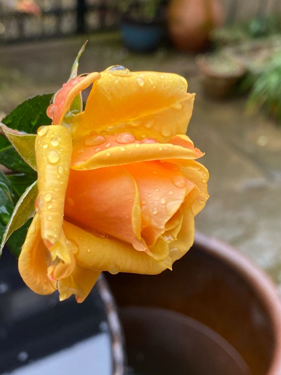 几朵月季"闪耀",这个冬天竟然如此出色.